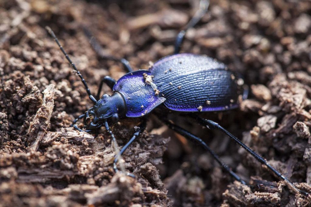 Macro close-up of metallic violet ground beetle on natural textured soil background wallpaper