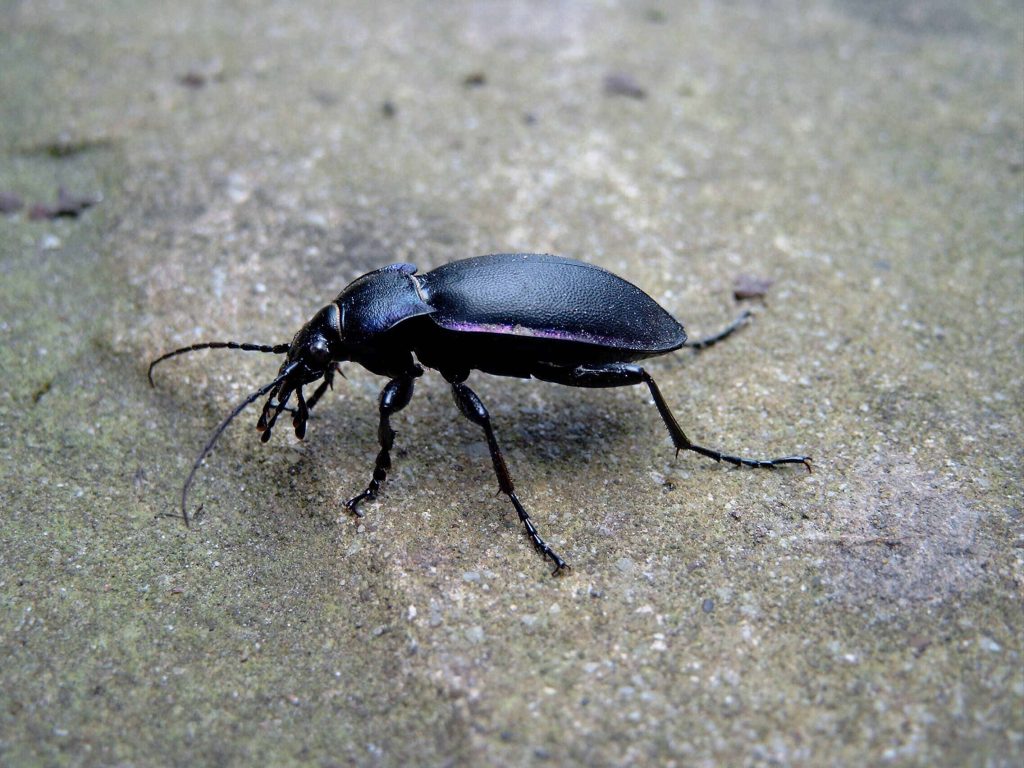 Close-up of Violet Ground Beetle with purple iridescence on textured concrete surface natural wallpaper