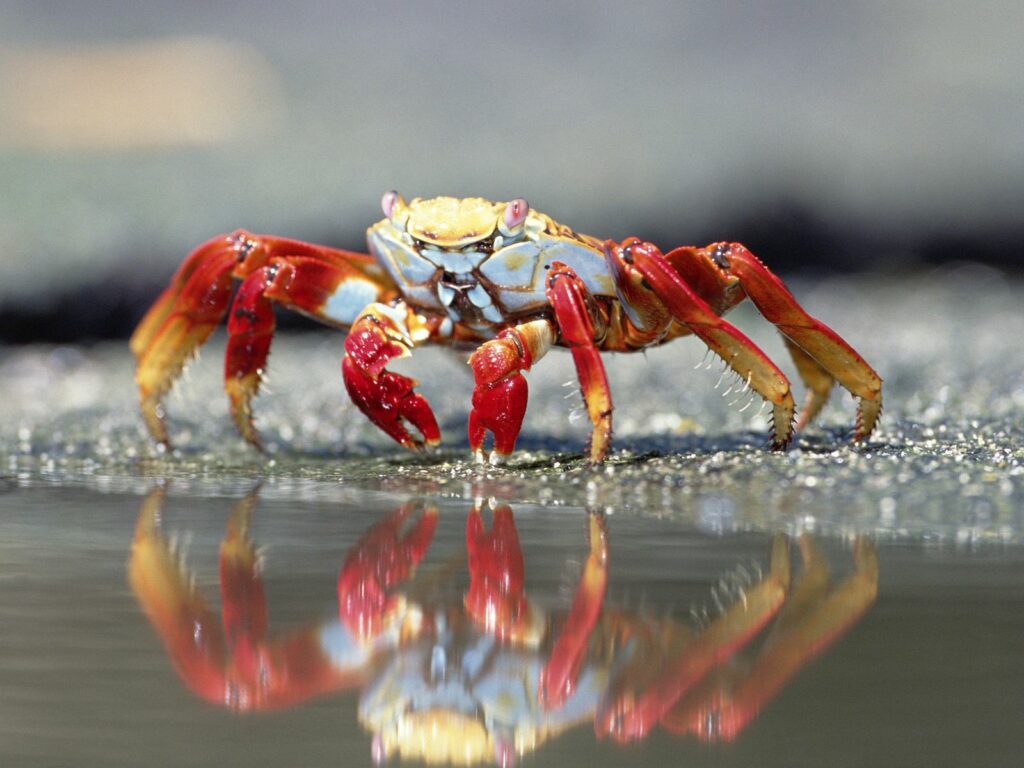 Vibrant Crab Wallpaper: Striking Red Claws Reflected on Water