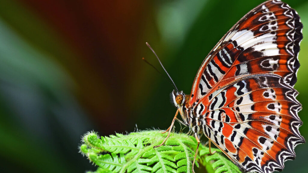 Stunning 4K Butterfly Wallpaper: Vivid Close-Up on Green Leaf