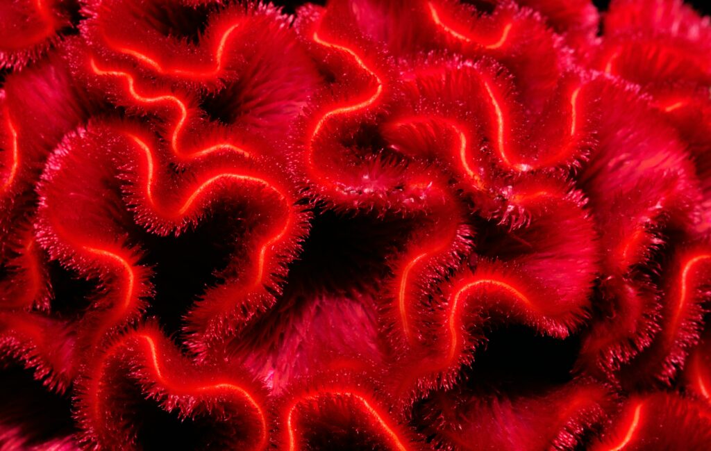 Vibrant Abstract Wallpaper: Red Textured Lines & Glowing Curves