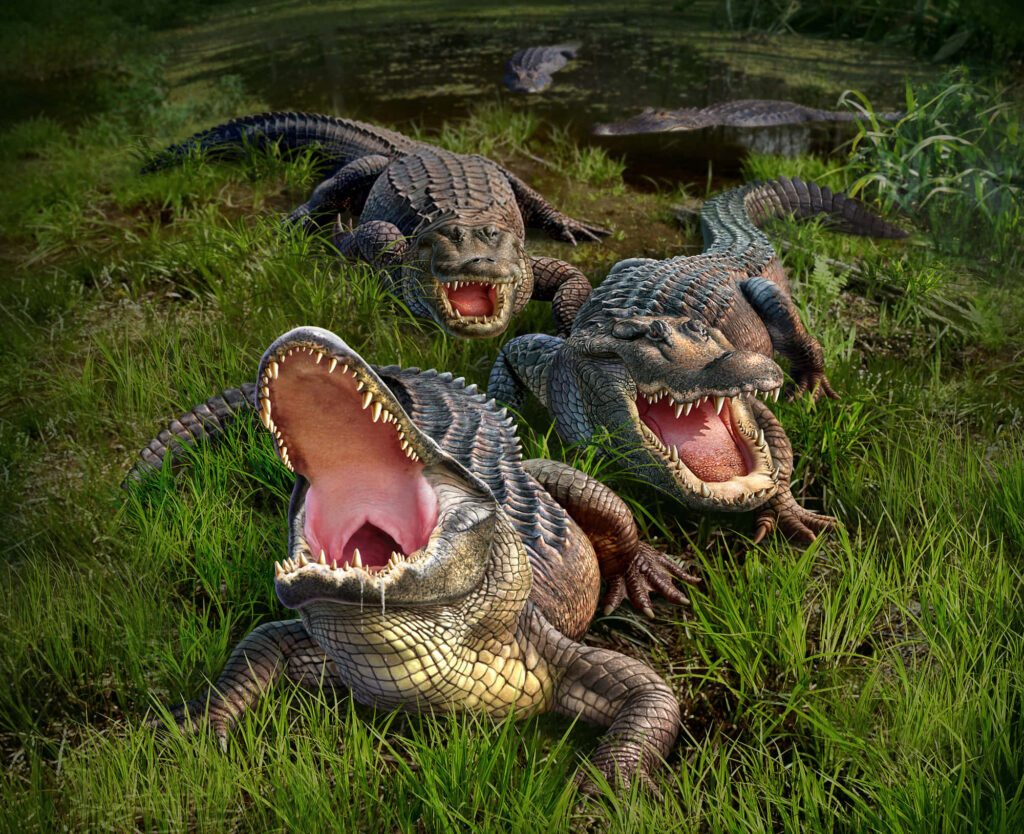 Dynamic Alligator Wallpaper: Lush Scene with Open Mouths Near Water