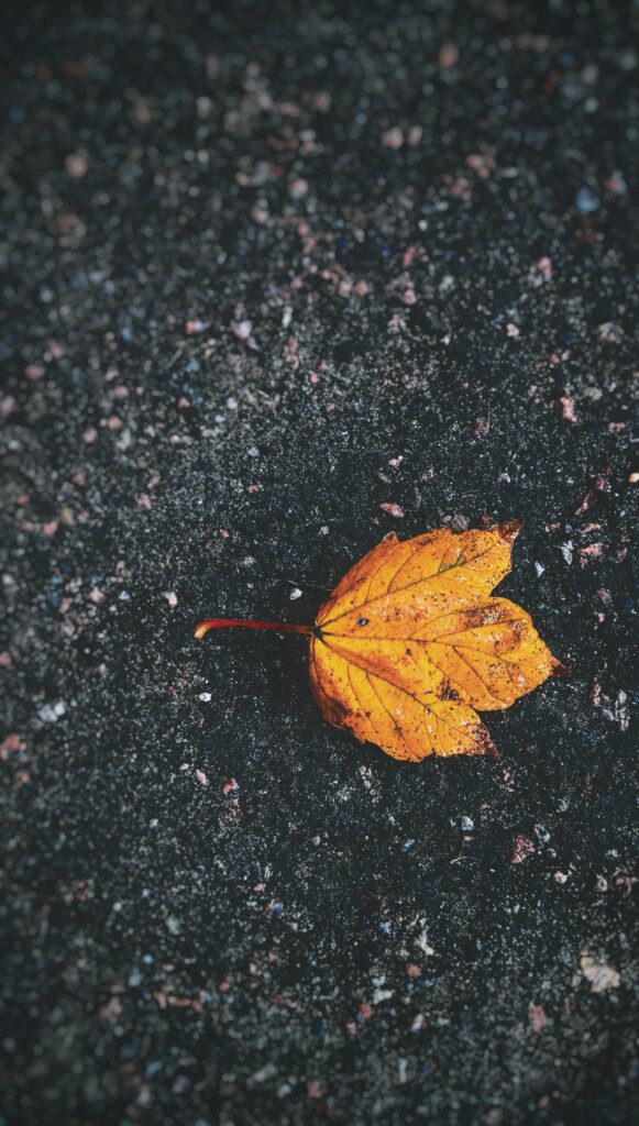 Vivid Autumn Leaf on Asphalt: Bright Orange & Red Wallpaper Background