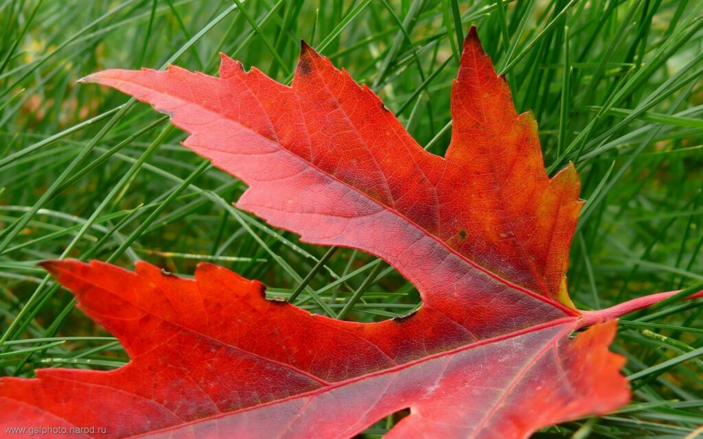 Close-up of red and orange maple leaf on green grass showing detailed veins autumn nature background Wallpaper