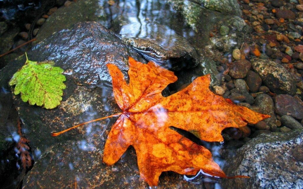 Vivid autumn maple leaf on wet stones beside green leaf in clear water with natural reflections Wallpaper