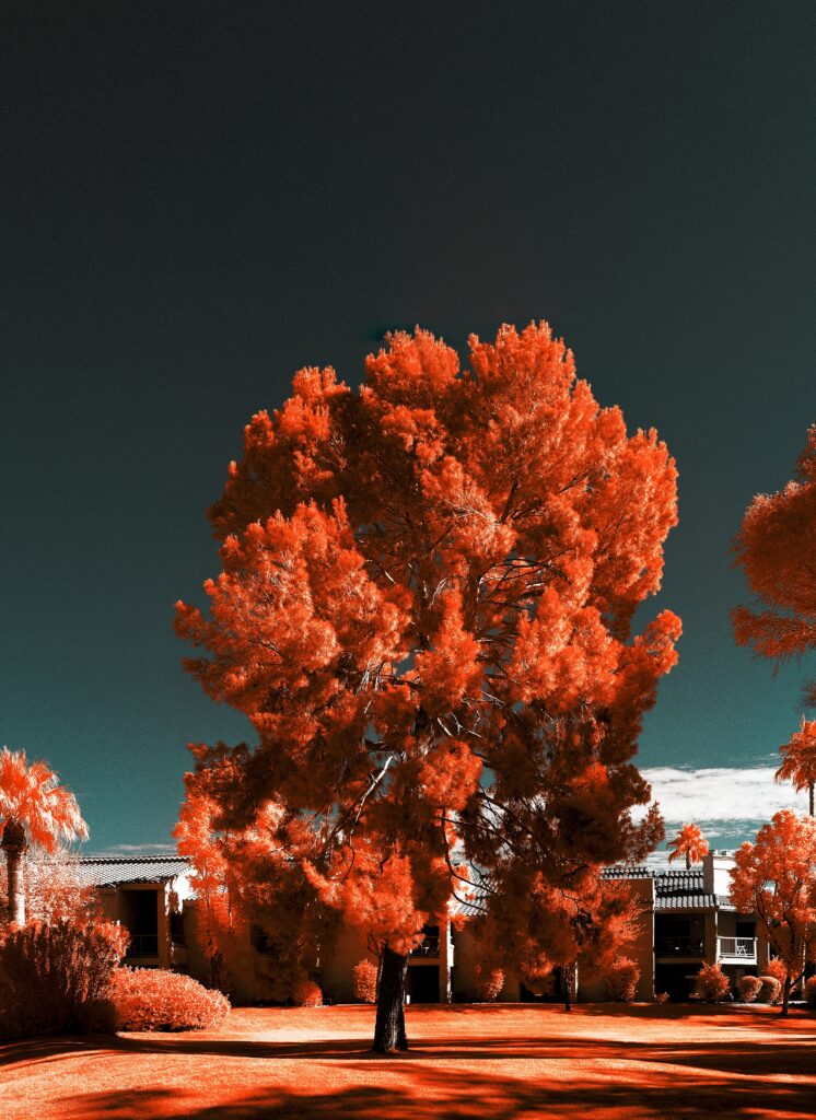 Vivid orange-red autumn tree on bright green grass under dramatic dark sky surreal landscape Wallpaper