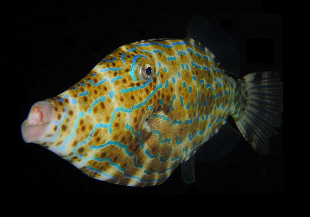 Vibrant barred filefish with electric blue patterns on yellow body in black background macro photo Wallpaper