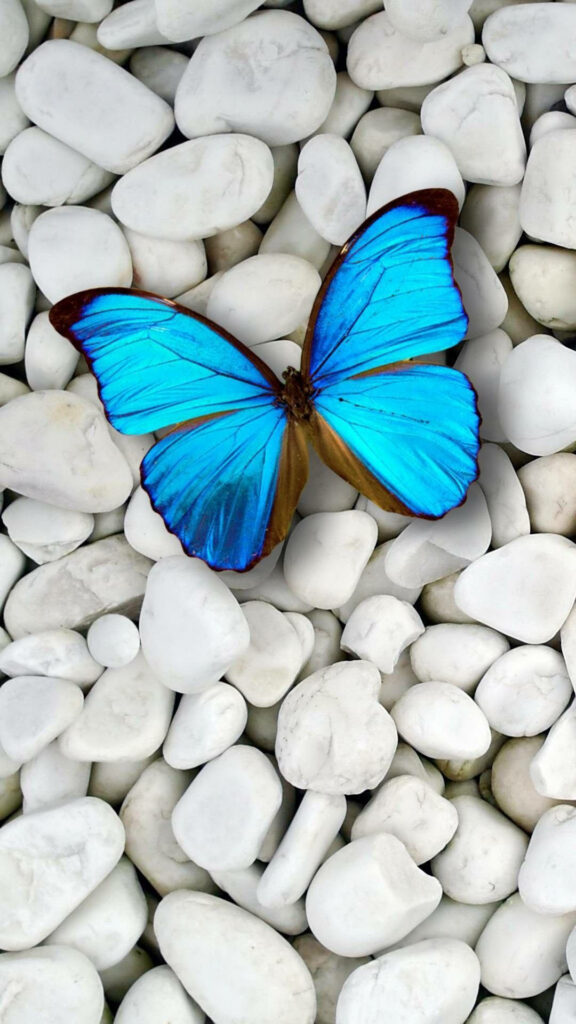 Fluttering Elegance: A Breathtaking Butterfly Lock Screen Wallpaper for Your iPhone