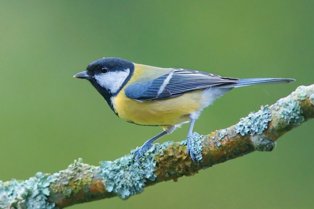 Vivid Bird on Branch: Serene Natural Green Background Wallpaper
