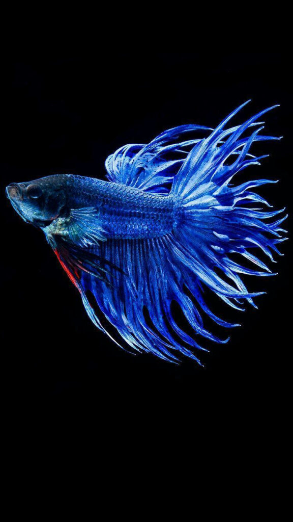 Vivid blue Betta fish with flowing fins on deep black background vibrant Siamese fighting fish Wallpaper