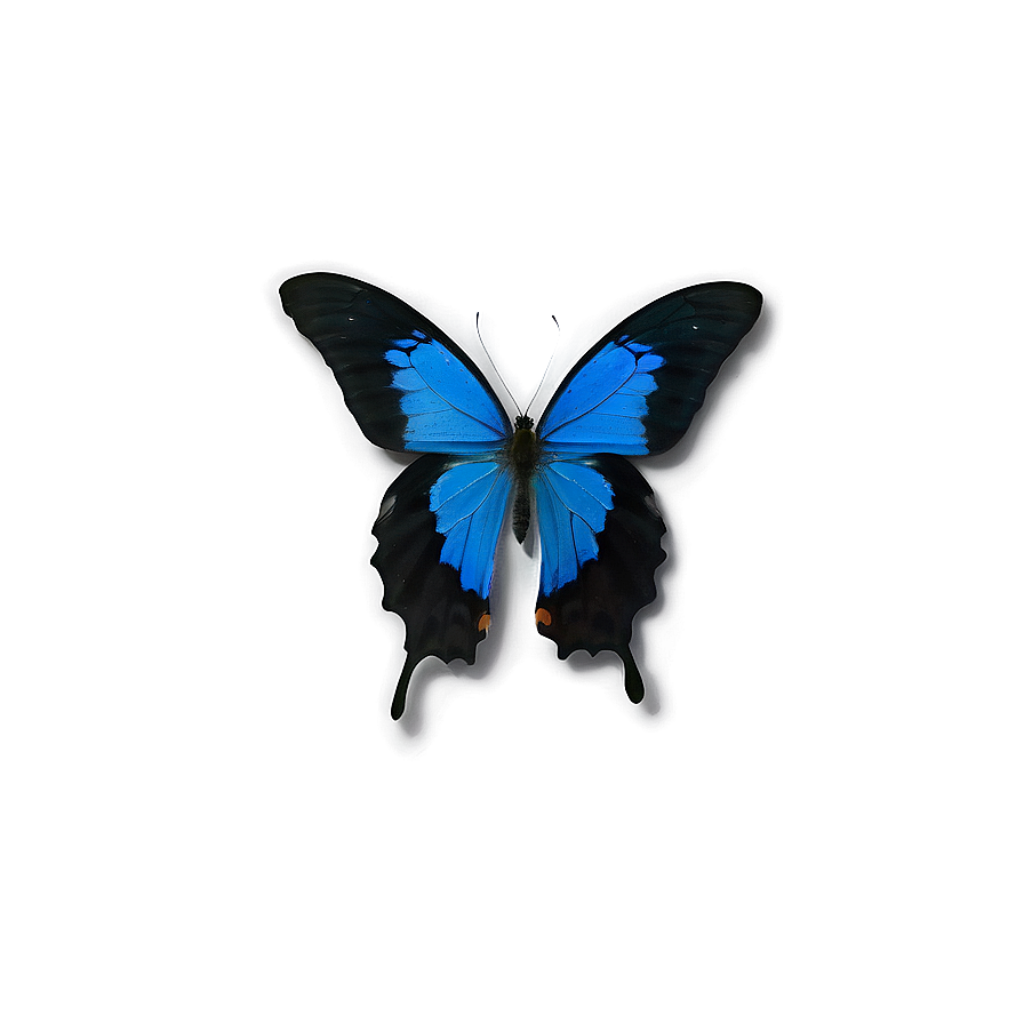Close-Up of Striking Blue Butterfly Wallpaper with Intricate Wing Details