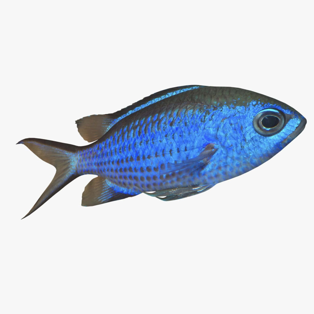 Vivid Blue Chromis fish wallpaper showcasing electric blue scales on a clean marine background