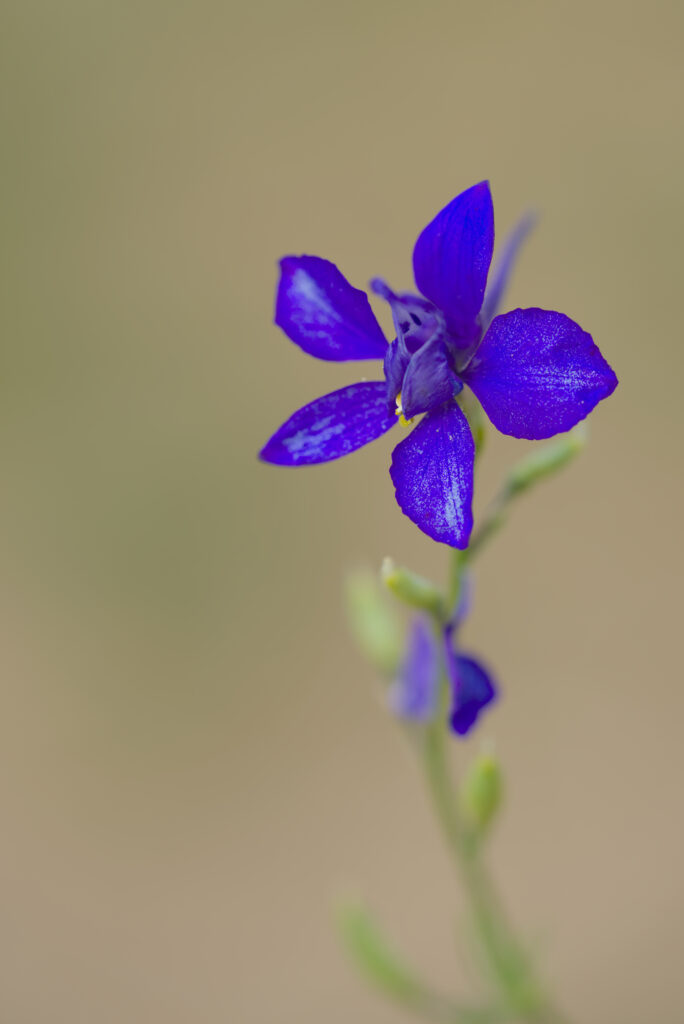 Vivid Blue Consolida Flower Close-Up Wallpaper Background
