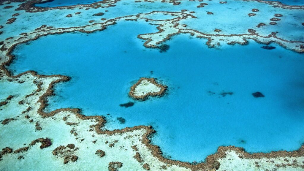 Abstract coral reef patterns in clear blue water vibrant oceanic texture wallpaper background