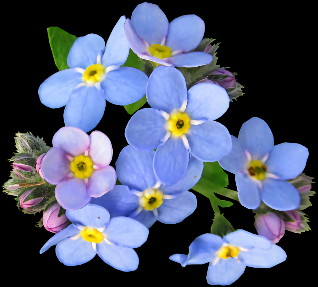 Vivid Blue Forget-Me-Not Flowers Wallpaper with Transparent Background