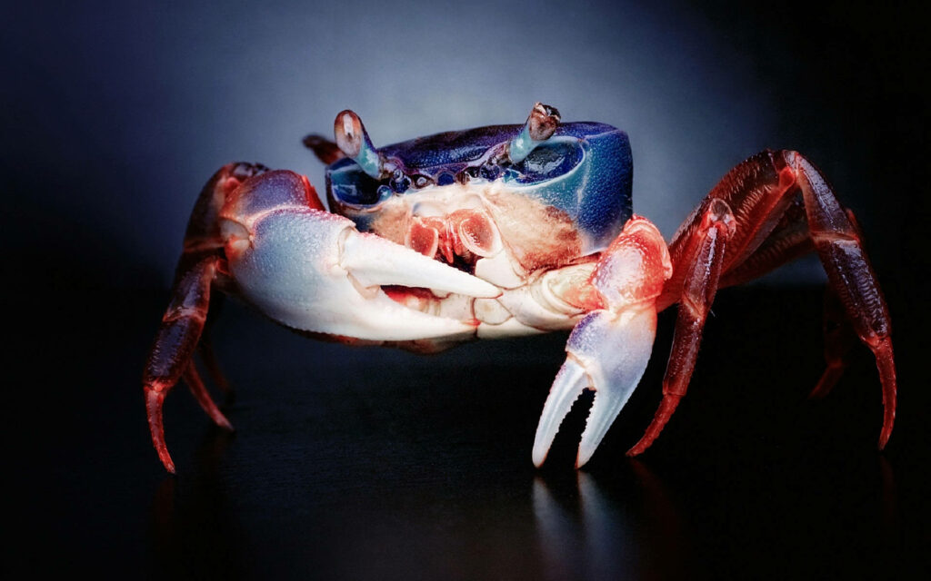 Vivid blue and red crab with detailed texture on dark background natural marine wallpaper