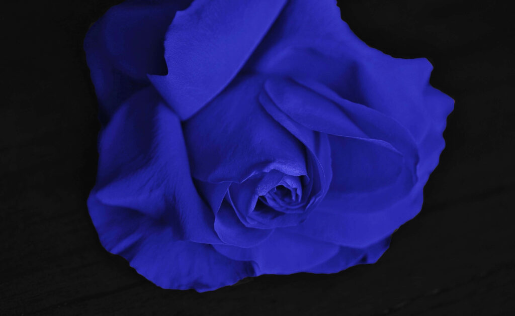 Vivid Blue Rose on Dark Background: A Stunning Floral Close-Up Wallpaper
