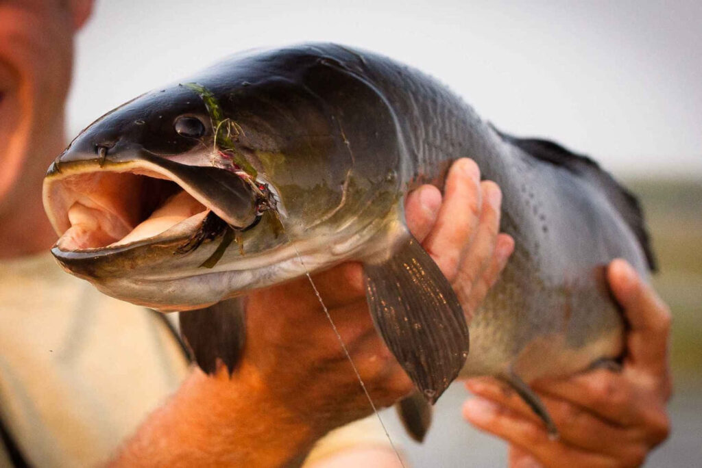 Close-up of freshly caught bowfin fish with dark scales held by angler in natural light outdoors Wallpaper