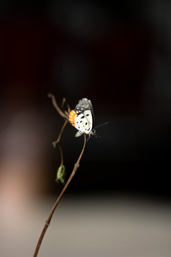 Vivid Butterfly Close-Up: Intricate Patterns for Stunning Wallpaper