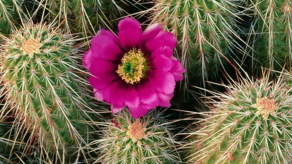 Stunning Cactus Bloom Wallpaper: Vivid Purple Flower & Sharp Needles
