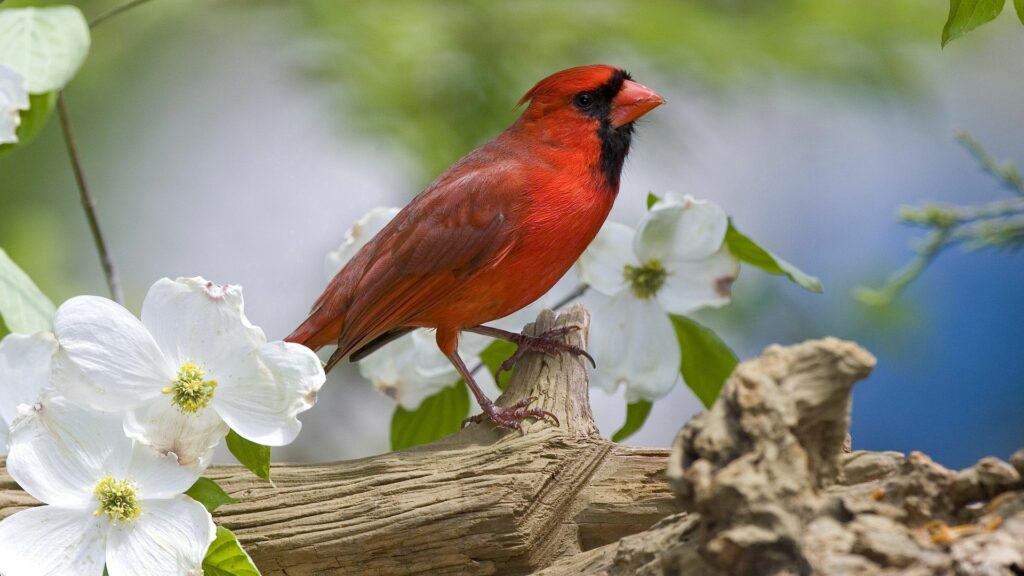 Vivid Cardinal on Branch: Serene 1920x1080 Nature Wallpaper