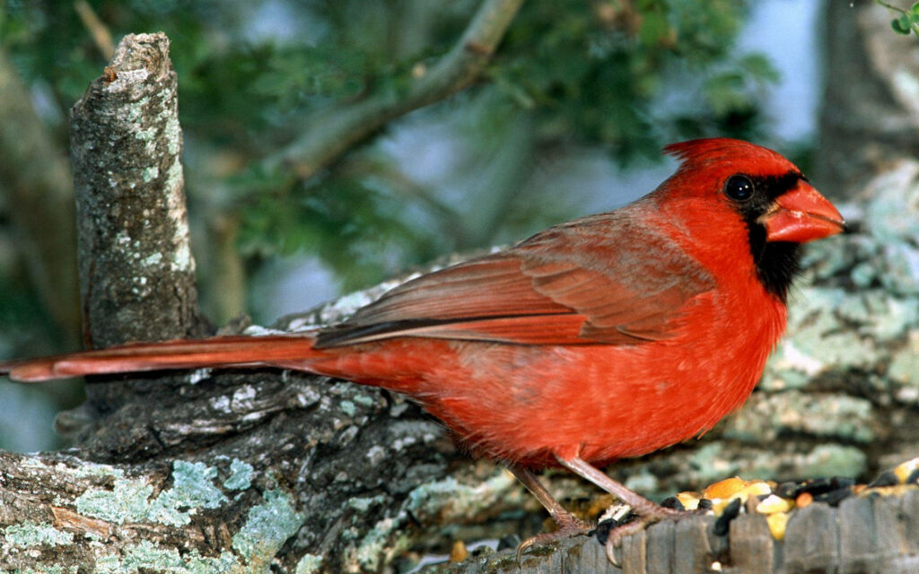 Vibrant Red Cardinal on Weathered Branch - Nature's Elegance Wallpaper