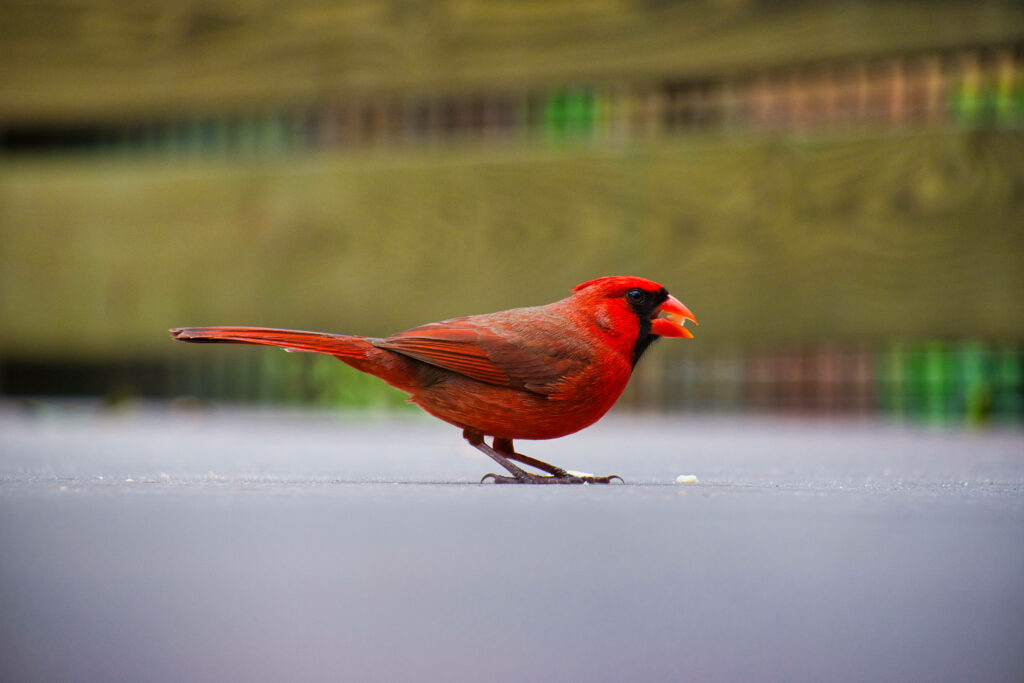 Vibrant Cardinal Wallpaper: Stunning Red Bird with Blurred Background