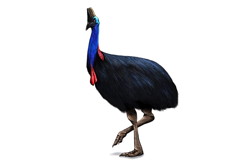 Profile of a vibrant cassowary with blue red neck black feathers and powerful legs on white background Wallpaper
