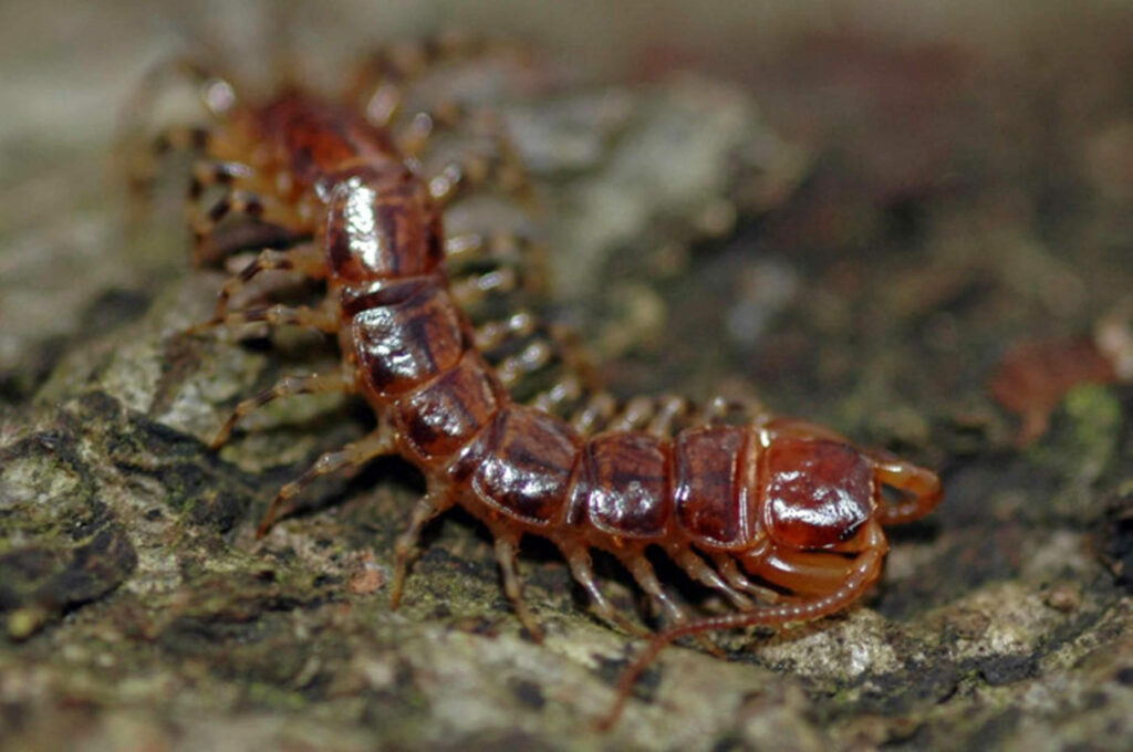 Close-Up of a Brown-Red Centipede on Textured Wood Background Wallpaper