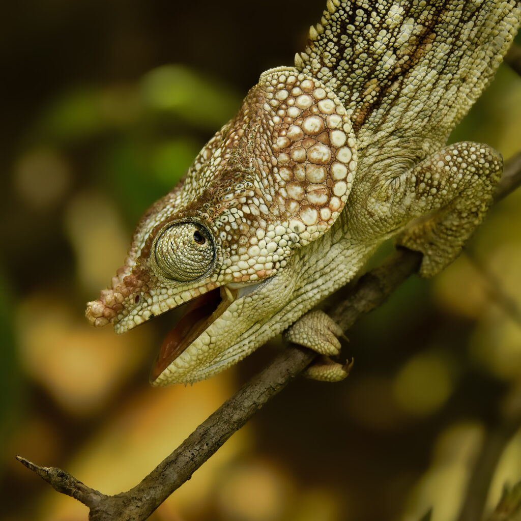 Vivid Chameleon Wallpaper: Intricate Patterns on a Branch