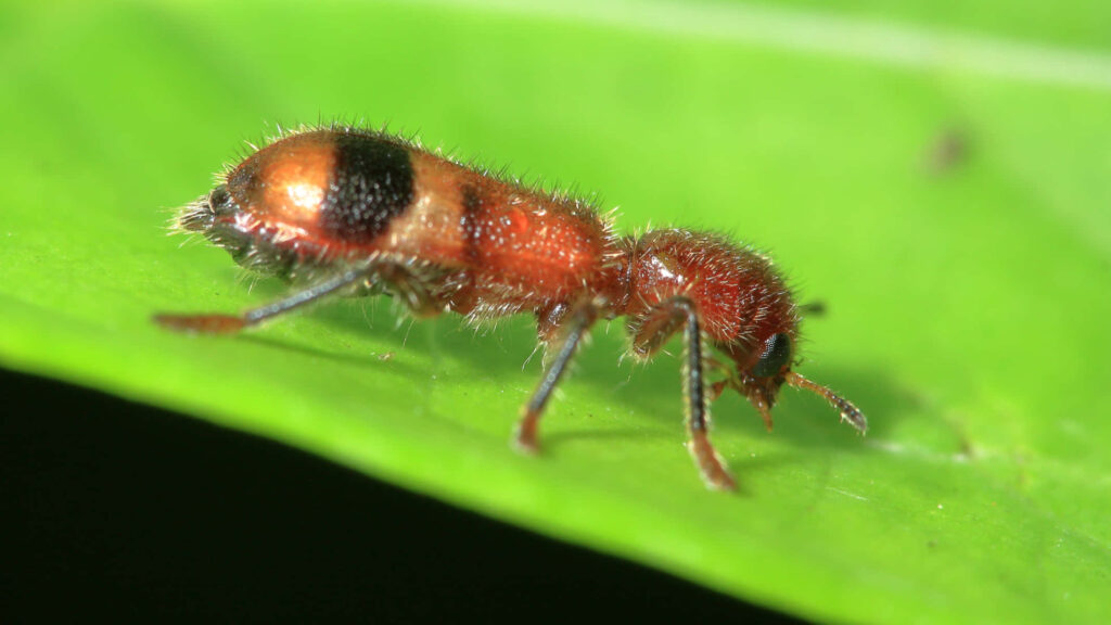Close-up of a checkered beetle with orange and black markings on a vibrant green leaf background Wallpaper