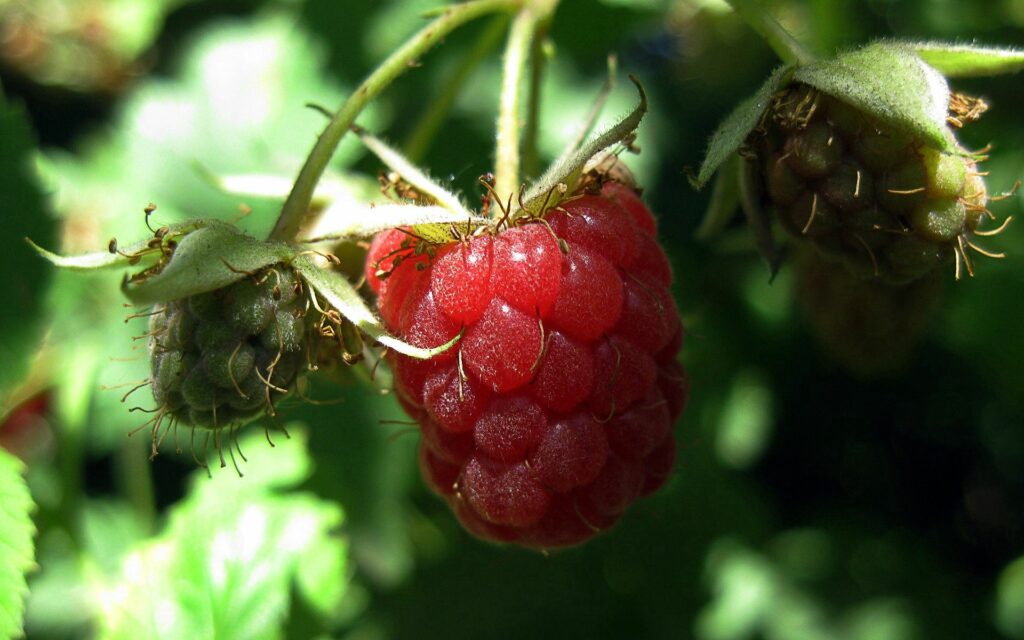 Vibrant Ripe Red Raspberries with Green Leaves | Nature Wallpaper