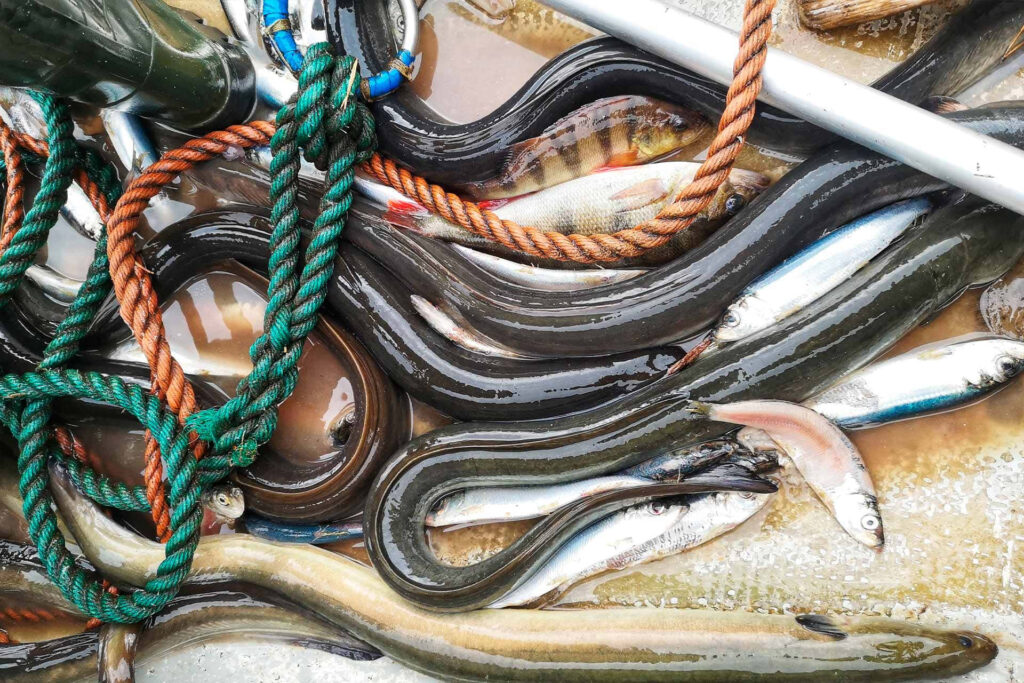 Close-up of vibrant eels intertwined with colorful ropes and fish textured wallpaper background