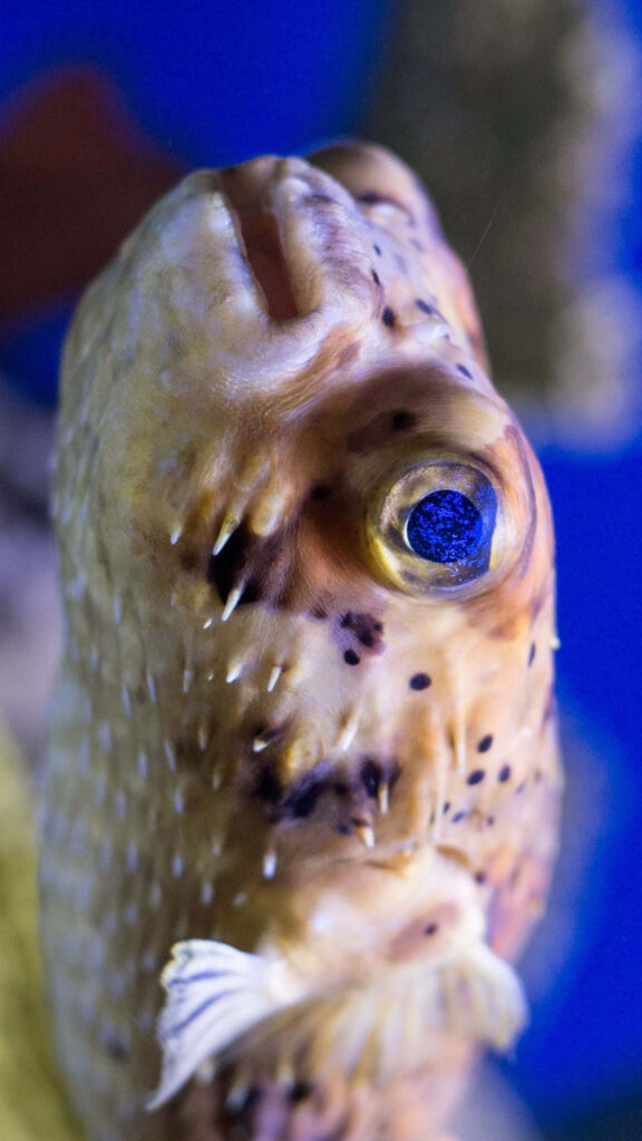 Closeup portrait of blowfish with textured skin and striking eye on soft blue wallpaper background