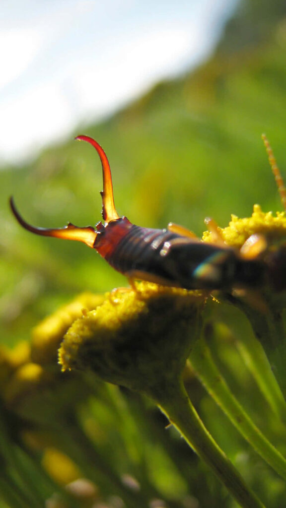 Closeup of an earwig on yellow flower showing shiny exoskeleton and curved pincers nature wallpaper