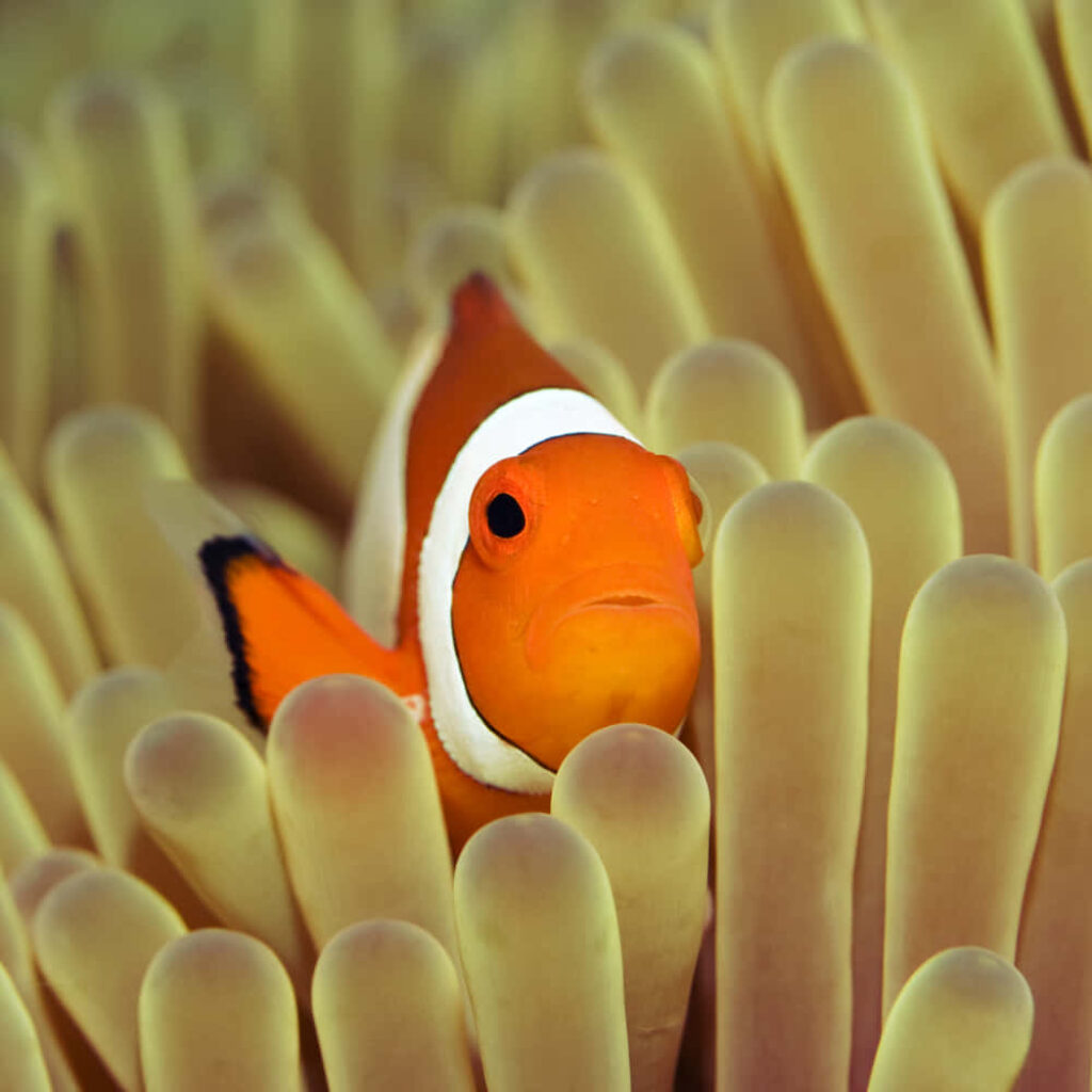 Close-up of vibrant orange clownfish with bold stripes among pale yellow sea anemone tentacles Wallpaper