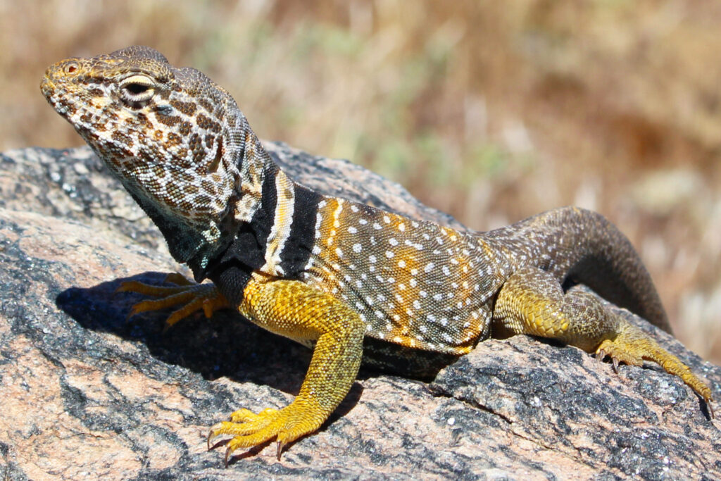 Vivid Collared Lizard Wallpaper: Striking Patterns & Colors