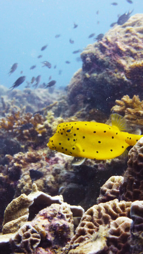 Closeup of colorful spotted boxfish with yellow and black hues swimming near vibrant coral reefs Wallpaper