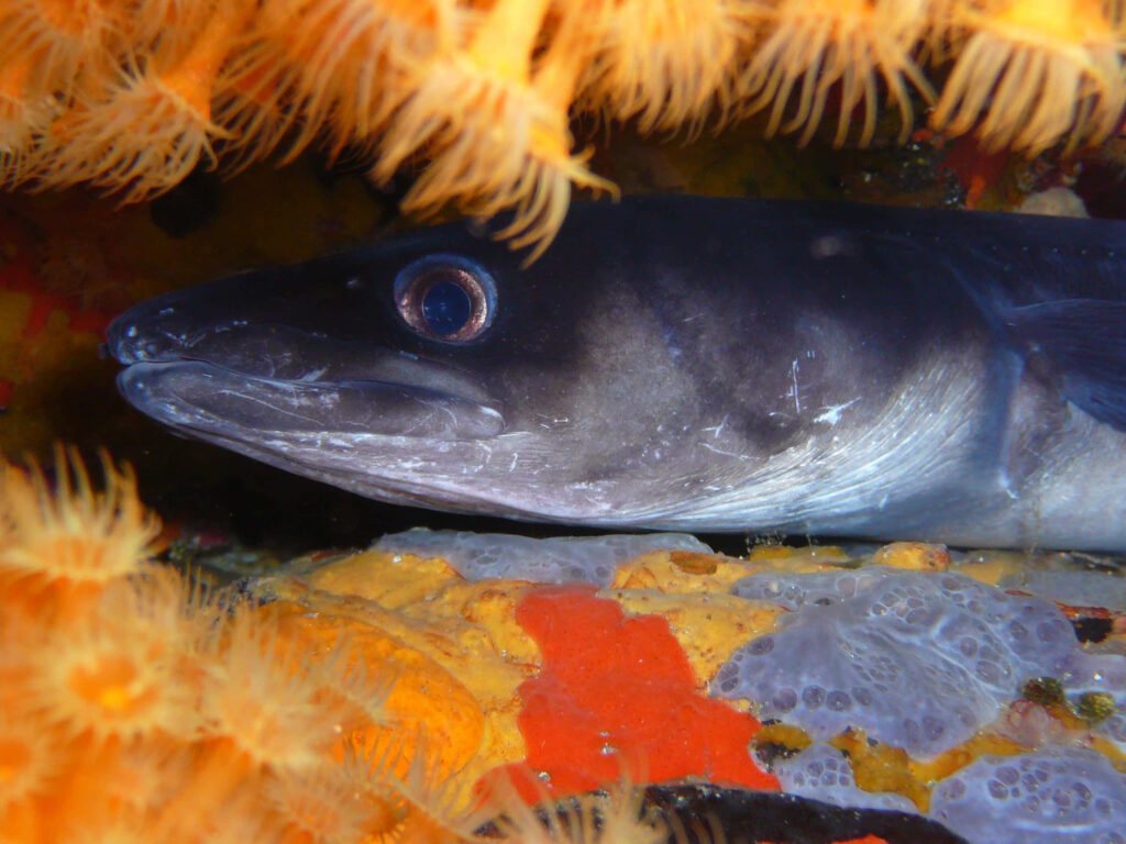 Conger Eel peeking from bright orange coral and rocks vibrant underwater marine life wallpaper