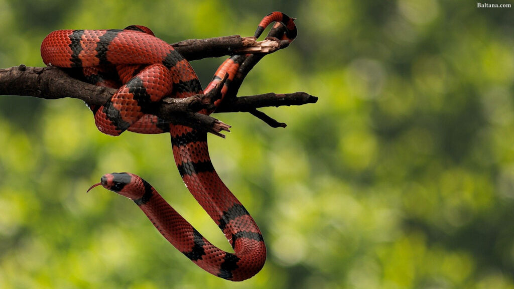 Vivid Coral Snake Wallpaper: Bright Colors on Soft Green Background