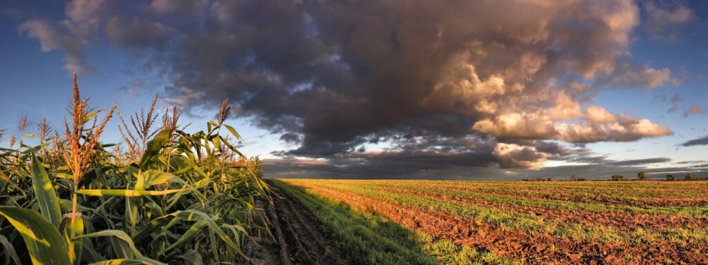 Vivid panorama of green cornfield under dramatic cloudy sky with warm sunlight and rich earth tones Wallpaper