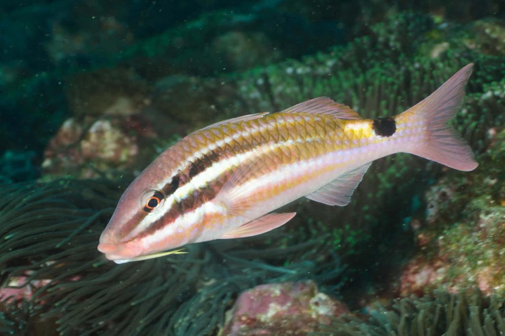 Dash-and-dot goatfish with stripes and barbels swimming over vibrant textured coral reef underwater Wallpaper