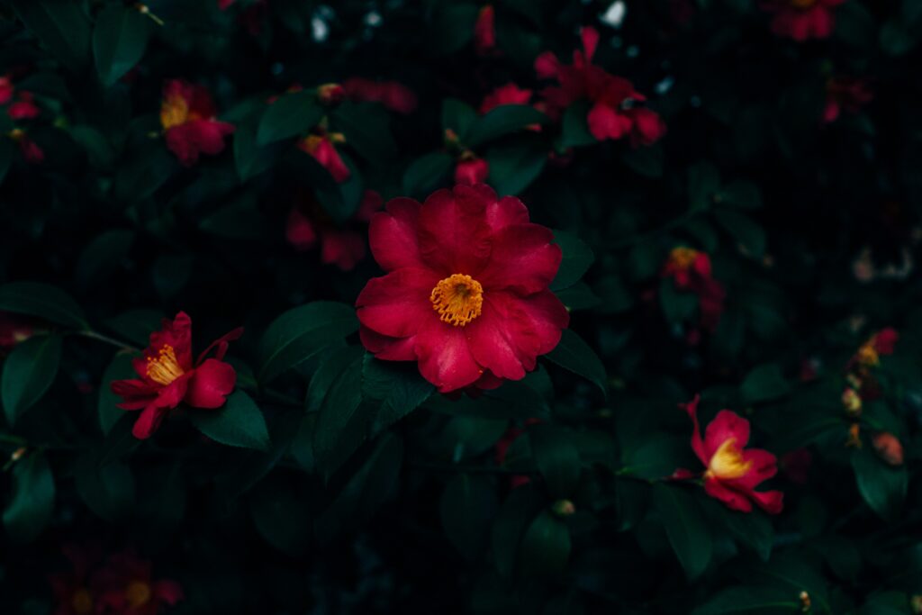 Vivid Red Flower Wallpaper: Stunning Contrast with Green Leaves