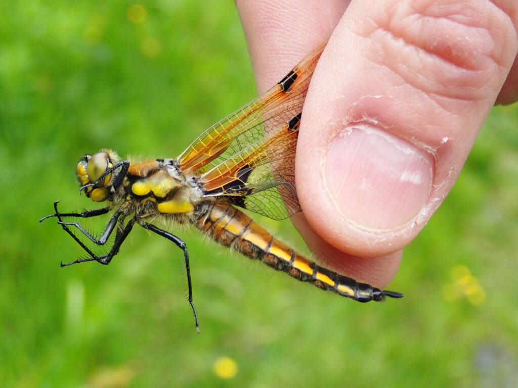 Close-Up Dragonfly Wallpaper: Intricate Nature Beauty Background