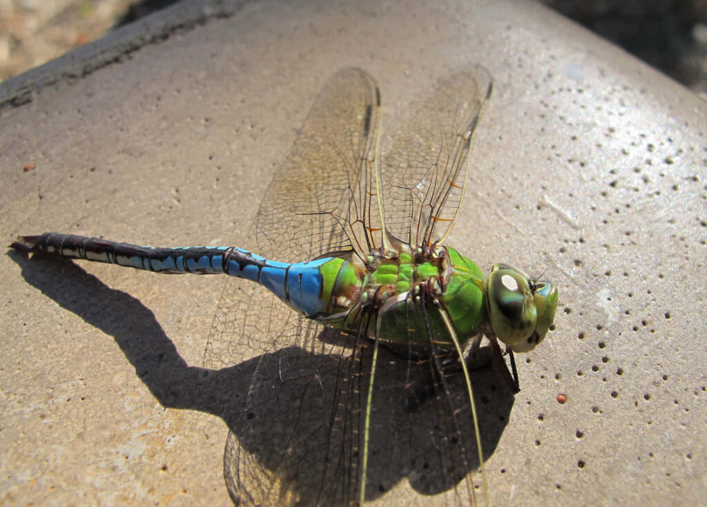 Vivid Dragonfly Close-Up Wallpaper: Vibrant Colors & Detail