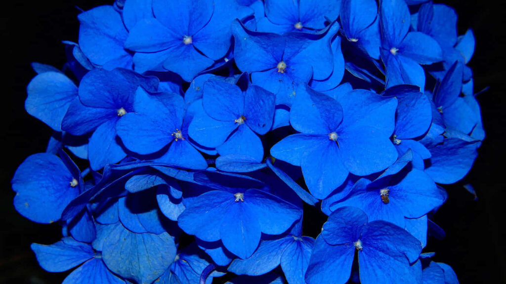 Electric Blue Flowers: Vivid Contrast Against Dark Background Wallpaper