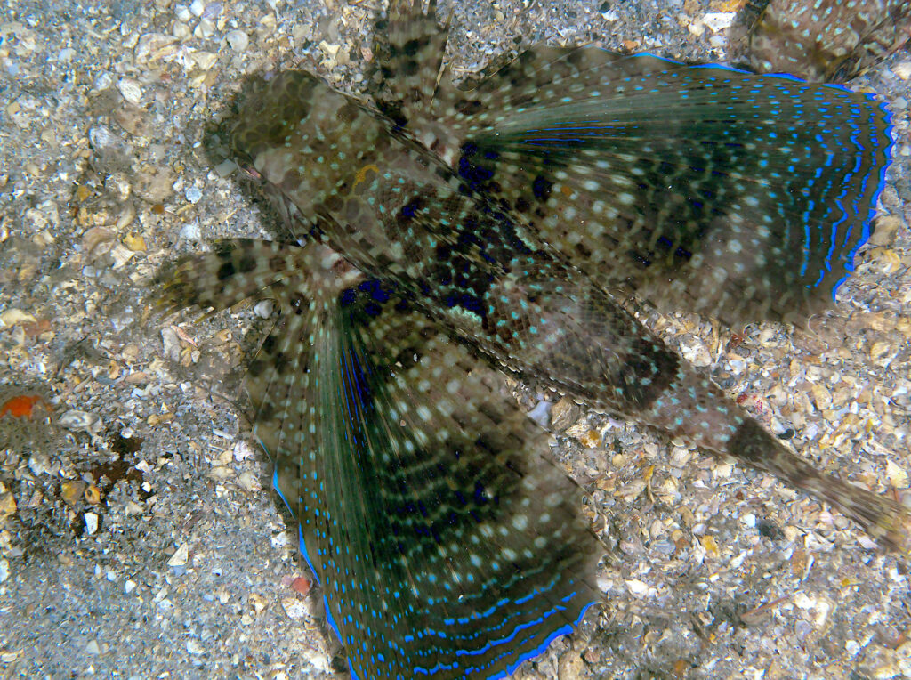 Stunning Flying Gurnard Underwater Wallpaper with Colorful Fins