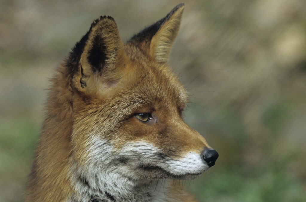 Vibrant Fox Close-Up: Expressive Face & Blurred Natural Background Wallpaper