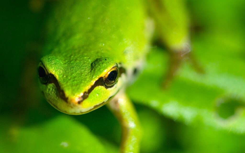 Vibrant Frog Close-Up Wallpaper in Lush Green Background