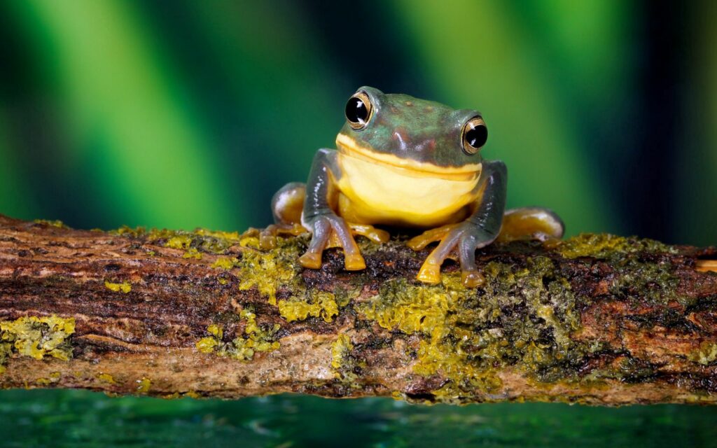 Vivid Frog on Moss-Covered Branch: Colorful Nature Background Wallpaper